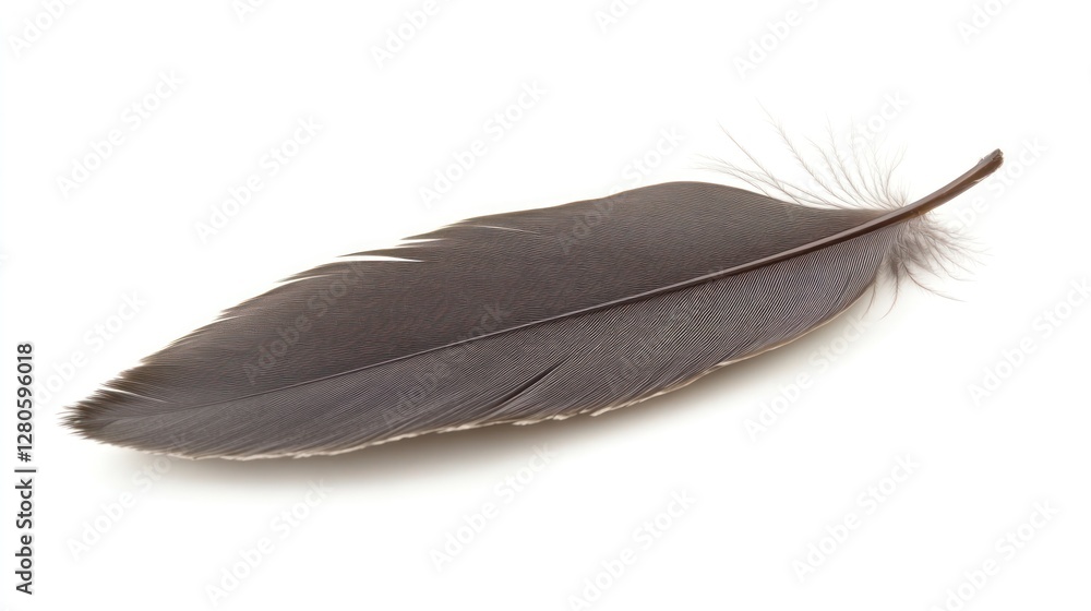 Single Dark Feather on White Background: A Study in Simplicity