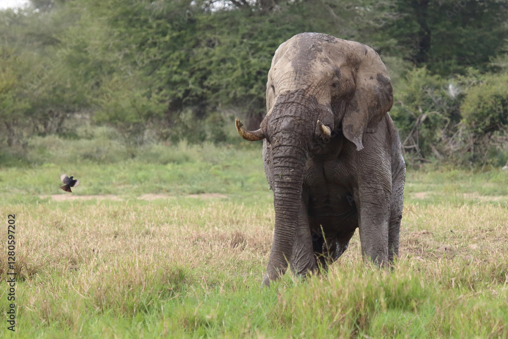 Obraz premium Afrikanischer Elefant im Schlamm / African elephant in the mud / Loxodonta africana