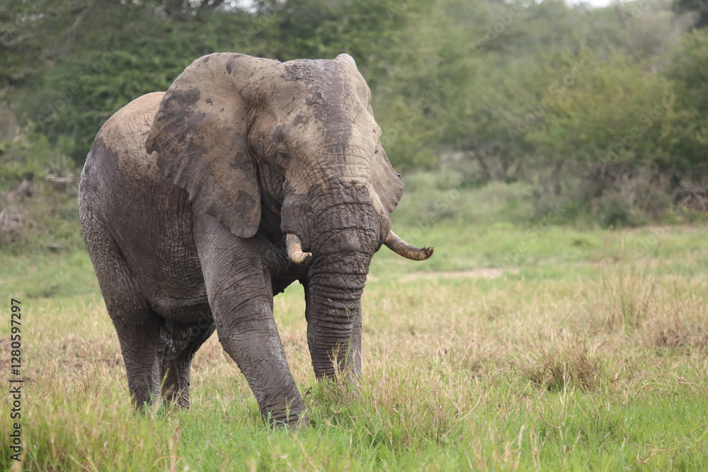 Fototapeta premium Afrikanischer Elefant im Schlamm / African elephant in the mud / Loxodonta africana