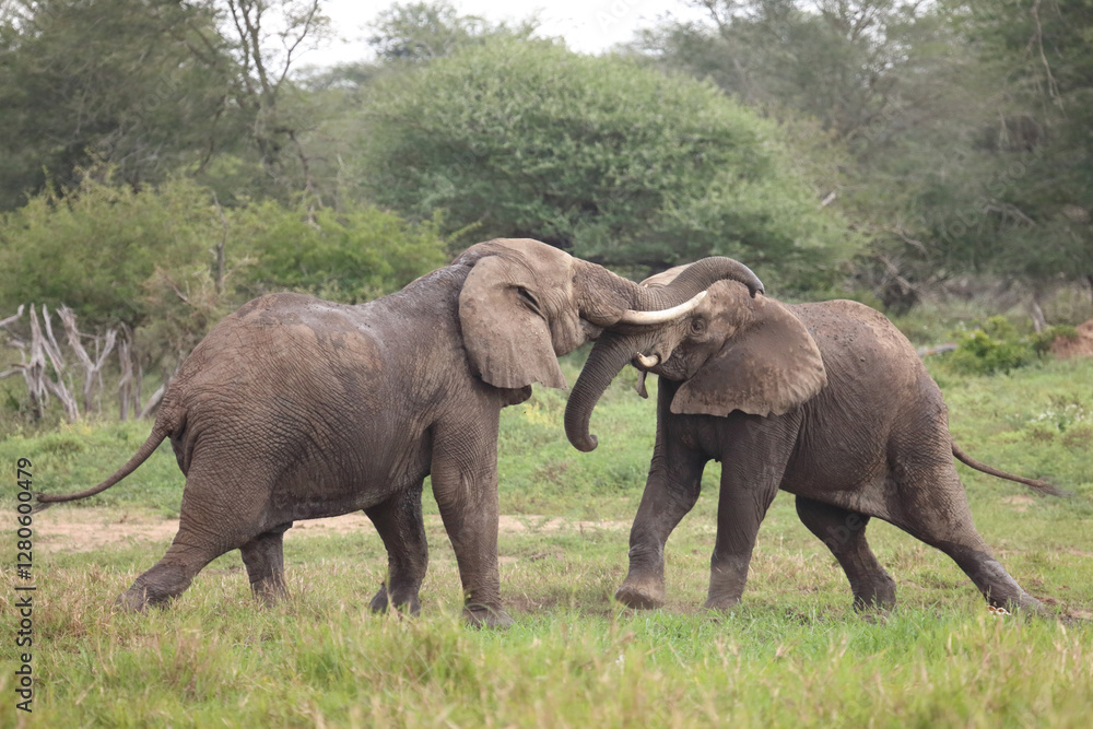 Fototapeta premium Afrikanischer Elefant / African elephant / Loxodonta africana.