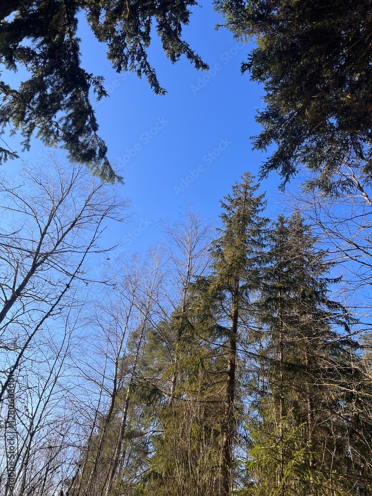 Fototapeta premium Tall Evergreen Trees Against a Clear Blue Sky in Winter