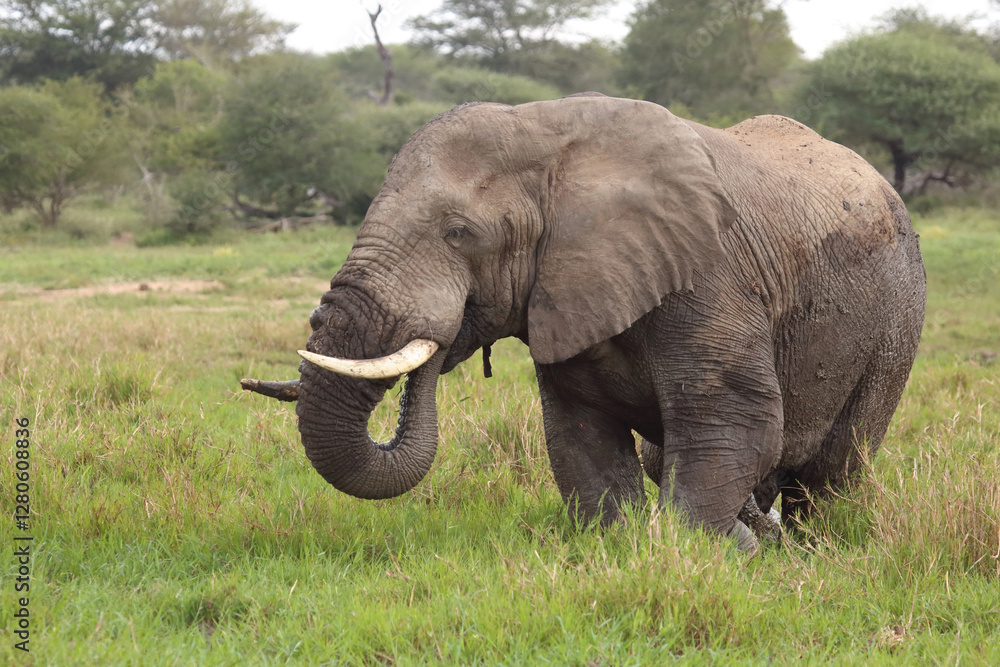 Fototapeta premium Afrikanischer Elefant im Schlamm / African elephant in the mud / Loxodonta africana