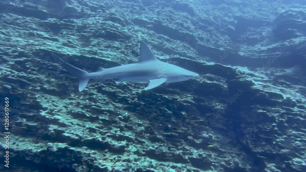 Big Gray Reef shark swimming in the blue deep ocean scouting the reef. Divers watching a shark. Underwater Scuba Diving in Hawaii, Niihau, forbidden island. Pacific ocean Big Gray Reef shark swimming in the blue deep ocean scouting the reef. Divers watching a shark. Underwater Scuba Diving in Hawaii, Niihau, forbidden island. Pacific ocean
