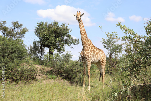 Photography Giraffe / Giraffe / Giraffa camelopardalis