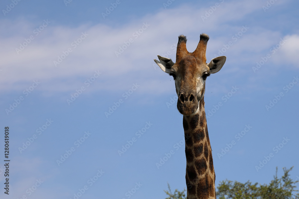 Fototapeta premium Giraffe / Giraffe / Giraffa camelopardalis