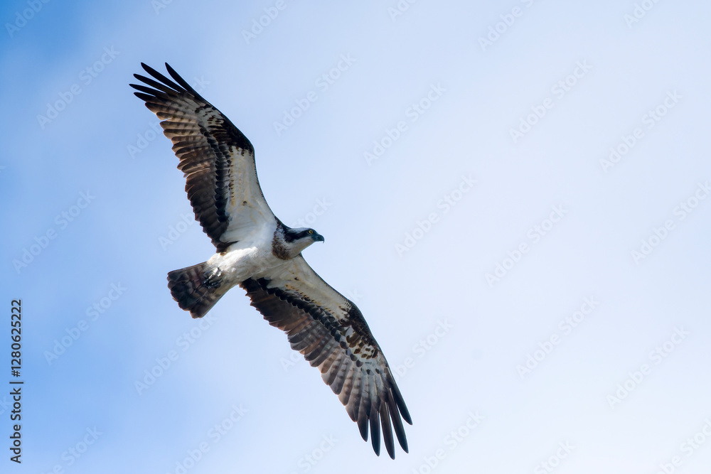 Fischadler im Flug (Pandion haliaetus) Fischadler im Flug (Pandion haliaetus)