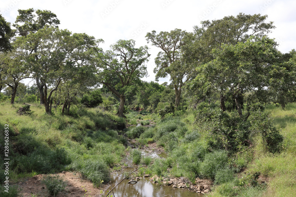 Afrikanischer Busch - Krügerpark - Silolweni River / African Bush - Kruger Park - Silolweni River / Afrikanischer Busch - Krügerpark - Silolweni River / African Bush - Kruger Park - Silolweni River /