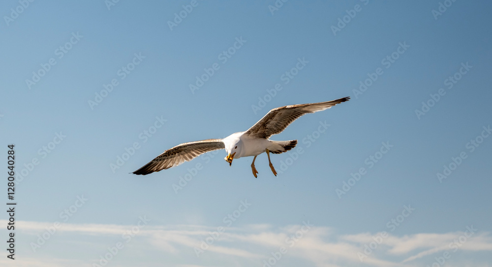 A majestic seagull soars through the sky with its wings fully extended against a soft, cloudy background. A majestic seagull soars through the sky with its wings fully extended against a soft, cloudy background.