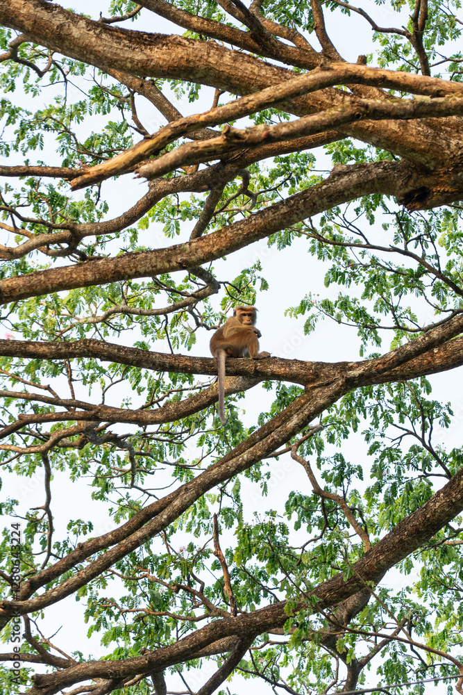 A Macaque Monkey sitting in a tree in a forest in Sri Lanka, Asia A Macaque Monkey sitting in a tree in a forest in Sri Lanka, Asia