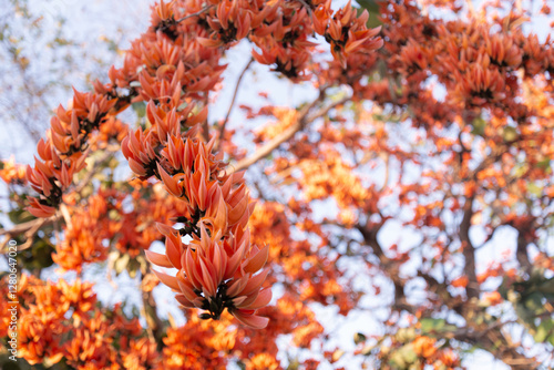 Bright orange flowers of the Flame of the Forest tree in close-up. The flowers are in full bloom. It displays bold and clear colors on a blurred background