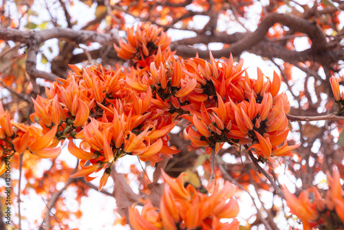 Bright orange flowers of the Flame of the Forest tree in close-up. The flowers are in full bloom. It displays bold and clear colors on a blurred background