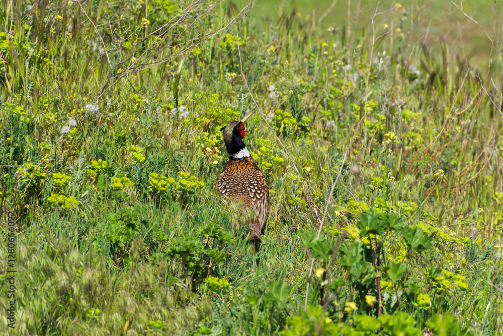 Pheasant in the grass close-up. A beautiful graceful bird hides from people and hunters among rocks and tall grass. Life in the wild. The pheasant runs away. Bright plumage on the head. The male bird Pheasant in the grass close-up. A beautiful graceful bird hides from people and hunters among rocks and tall grass. Life in the wild. The pheasant runs away. Bright plumage on the head. The male bird