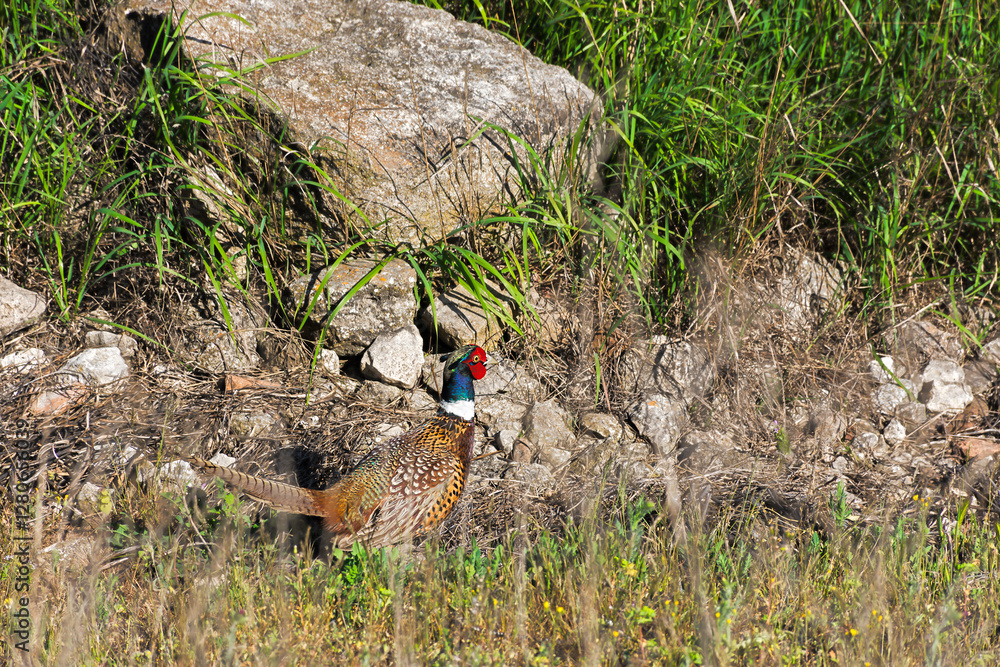Pheasant in the grass close-up. A beautiful graceful bird hides from people and hunters among rocks and tall grass. Life in the wild. The pheasant runs away. Bright plumage on the head. The male bird Pheasant in the grass close-up. A beautiful graceful bird hides from people and hunters among rocks and tall grass. Life in the wild. The pheasant runs away. Bright plumage on the head. The male bird
