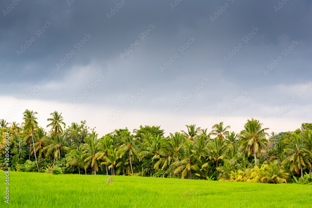 Obraz premium Bali, Indonesia .Rice fields near Munduk