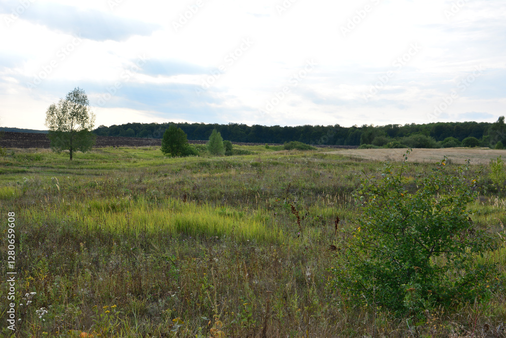 Serene Summer Field in the sunset Serene Summer Field in the sunset