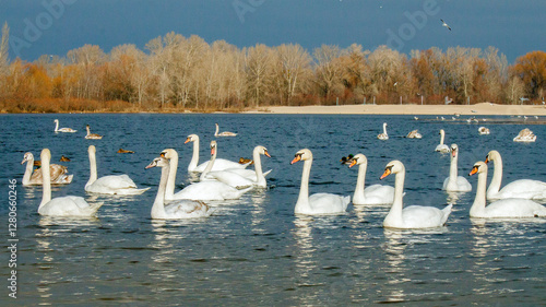 swans on the lake photo