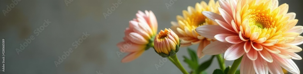 Unique chrysanthemum flower with long yellow and pink petals in a vase, vases, botanical photography, floral arrangements Unique chrysanthemum flower with long yellow and pink petals in a vase, vases, botanical photography, floral arrangements