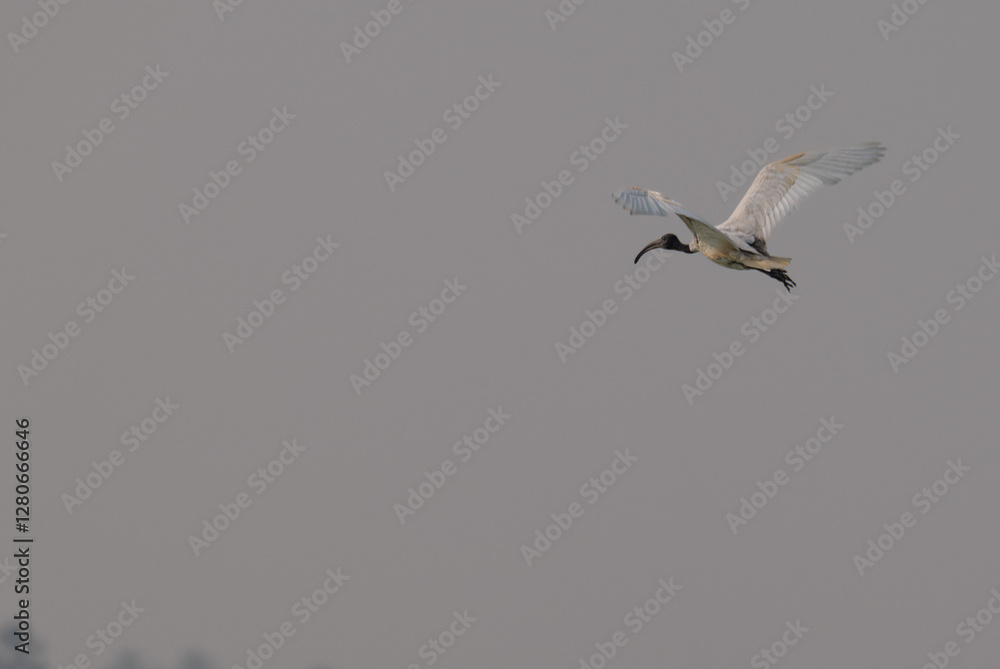 The beautiful Ibis with dark wingtips and a long, curved beak flies against a pale, overcast sky. The beautiful Ibis with dark wingtips and a long, curved beak flies against a pale, overcast sky.