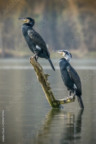Two great black cormorant sitting on a branch in a lake not far away from Bourges in France at a sunny evening in spring.