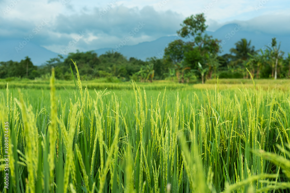 Fototapeta premium A lush green rice field stretching towards majestic mountains, with fluffy white clouds scattered across a bright blue sky, creating a peaceful and scenic countryside view.