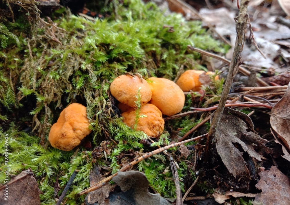 Chanterelle mushrooms in the forest. Yellow edible mushrooms on green moss Chanterelle mushrooms in the forest. Yellow edible mushrooms on green moss