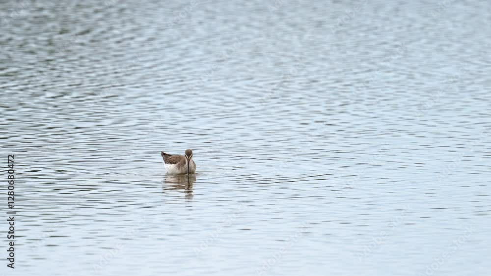A Spotted Redshank walking in water and looking for food A Spotted Redshank walking in water and looking for food