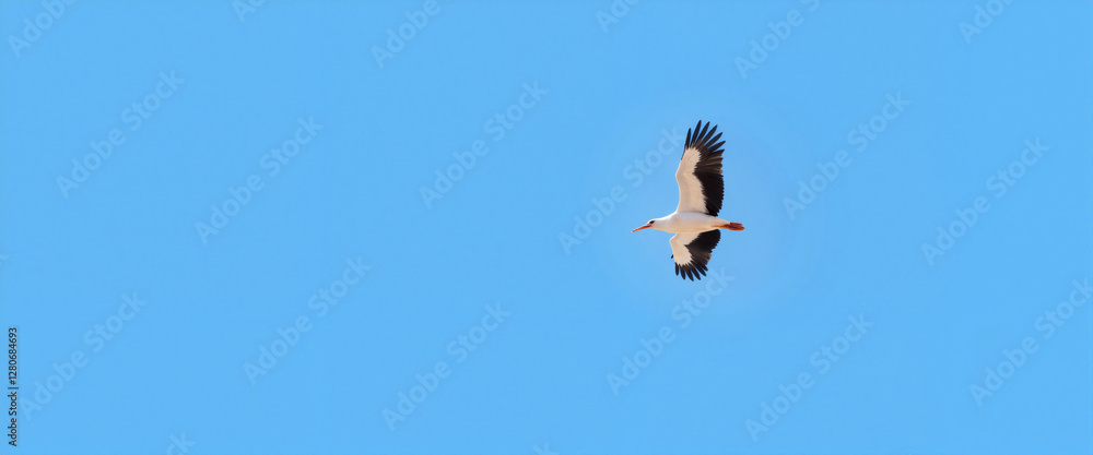 Majestic stork soaring across clear blue sky, freedom and grace Majestic stork soaring across clear blue sky, freedom and grace