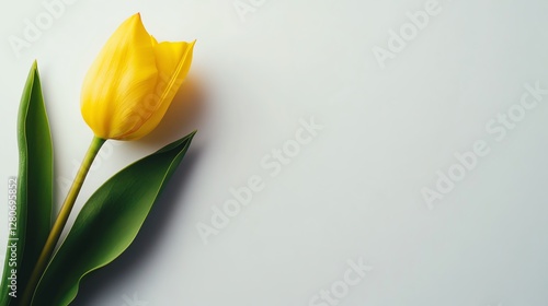 Yellow tulip with leaves on white background.