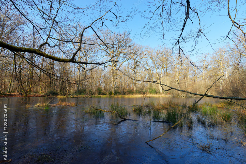 The Mare aux Evées stream in Fontainebleau forest The Mare aux Evées stream in Fontainebleau forest