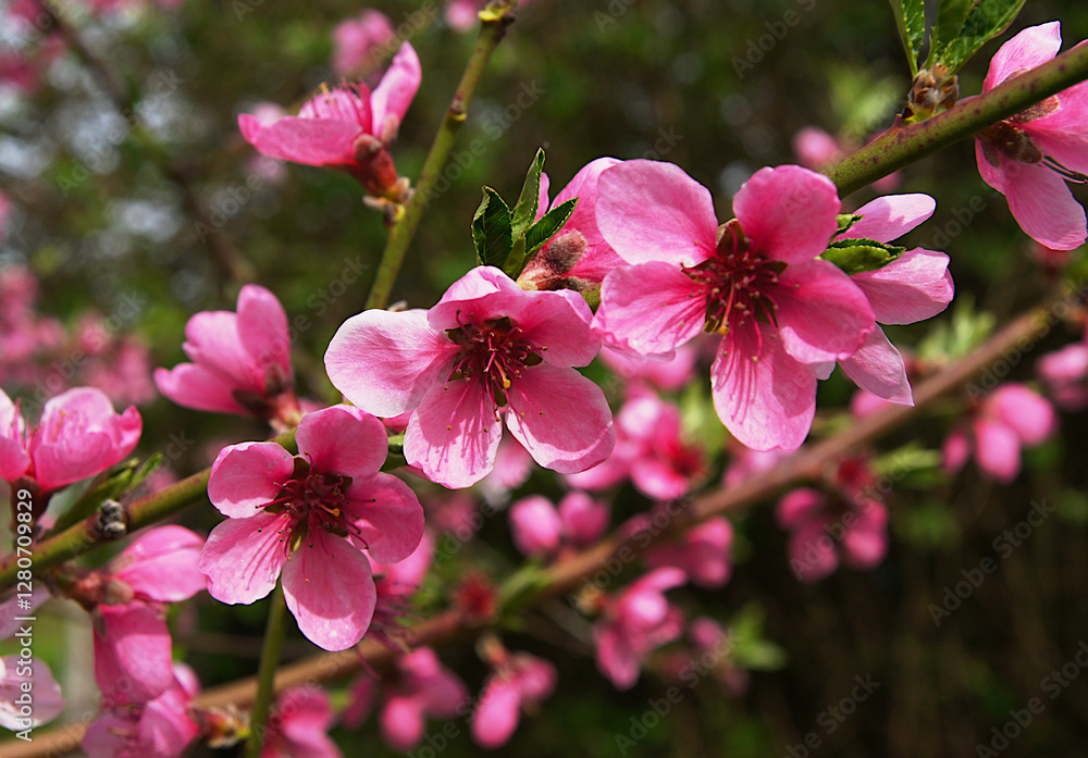 Obraz premium Peach (Prunus persica) flowers