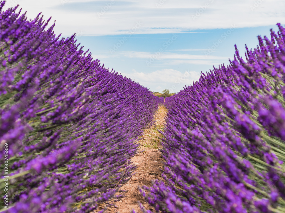 Obraz premium Lavender fields create a vibrant landscape under a blue sky in calm surroundings