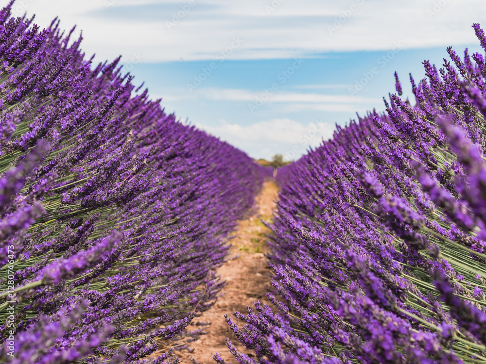 Obraz premium Vibrant lavender fields stretch towards the horizon under a clear blue sky