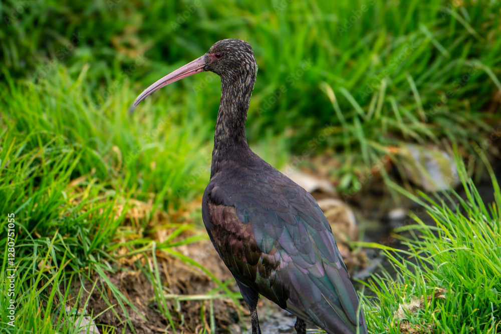 Naklejka premium Beautiful Ridgway's Ibis (Plegadis ridgwayi) foraging at the Banks of Lake Titicaca in Bolivia with Clear Reflections