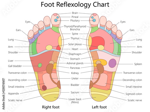 foot reflexology chart illustrating pressure points on left and right feet, linking areas to corresponding body organs and systems diagram hand drawn vector illustration. Medical science educational