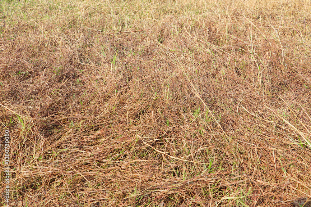 Dry Grass Field with Patches of Green Blades Dry Grass Field with Patches of Green Blades
