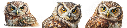 Realistic owl portraits, detailed feathers, vibrant eyes, wildlife art, nature illustration, artistic expression, animal close-up.