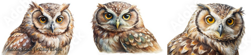 Realistic owl portraits, detailed feathers, vibrant eyes, wildlife art, nature illustration, animal representation, artistic design.