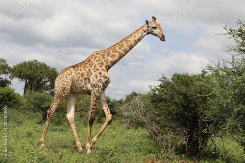 Canvas Print Giraffe / Giraffe / Giraffa camelopardalis