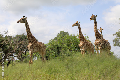 Photography Giraffe / Giraffe / Giraffa camelopardalis
