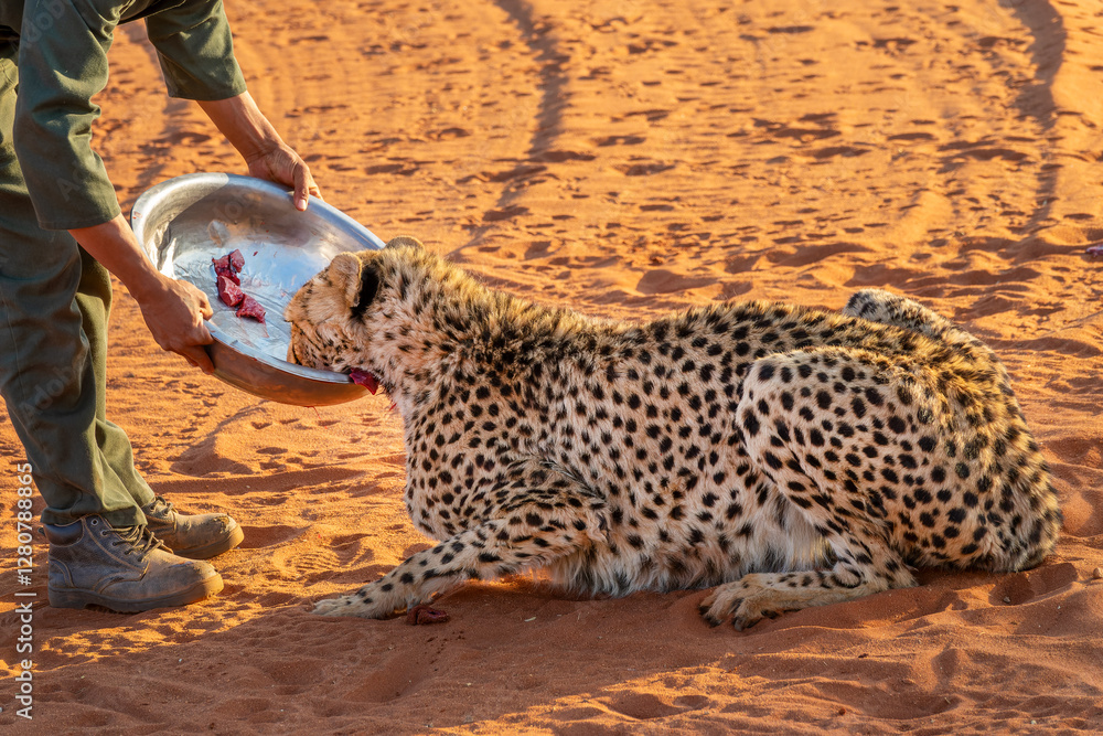 Man feeding a rescued cheetah in a cheetah sanctuary, Kamahari desert, Namibia