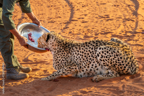 Obraz na płótnie Man feeding a rescued cheetah in a cheetah sanctuary, Kamahari desert, Namibia w salonie