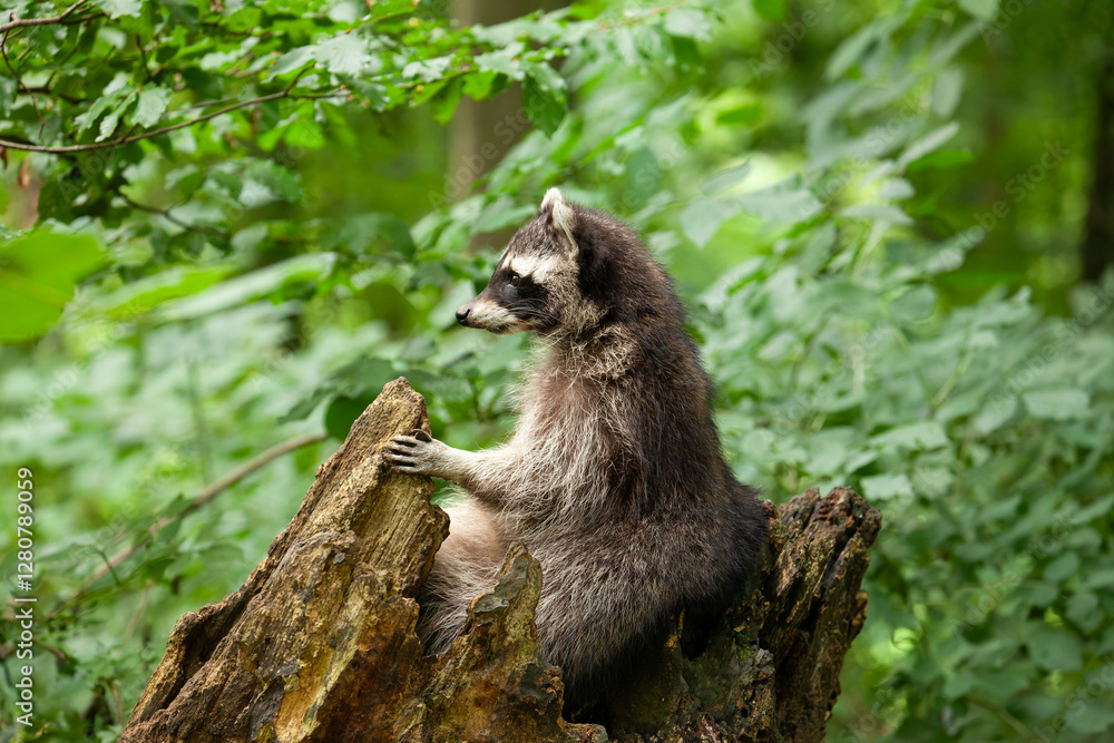 Fototapeta premium süsser Waschbär sitzt auf einem Baumstumpf.