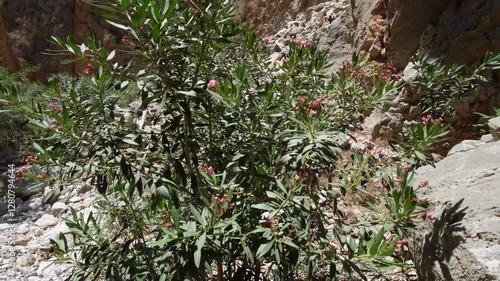 n the heart of Crete’s Aradena Gorge, the camera captures a delicate pink oleander swaying gently in the breeze.