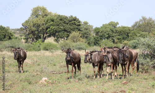 Wallpaper Mural Streifengnu / Blue wildebeest / Connochaetes taurinus Torontodigital.ca