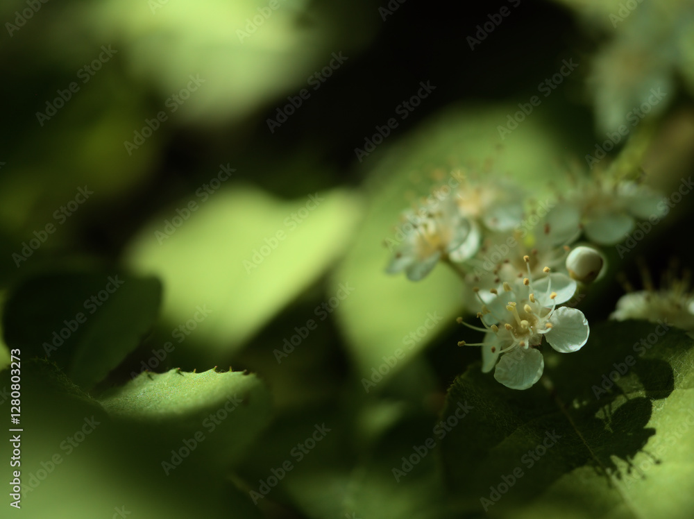 4月に咲いた可憐で美しい白いカマツカの花 4月に咲いた可憐で美しい白いカマツカの花
