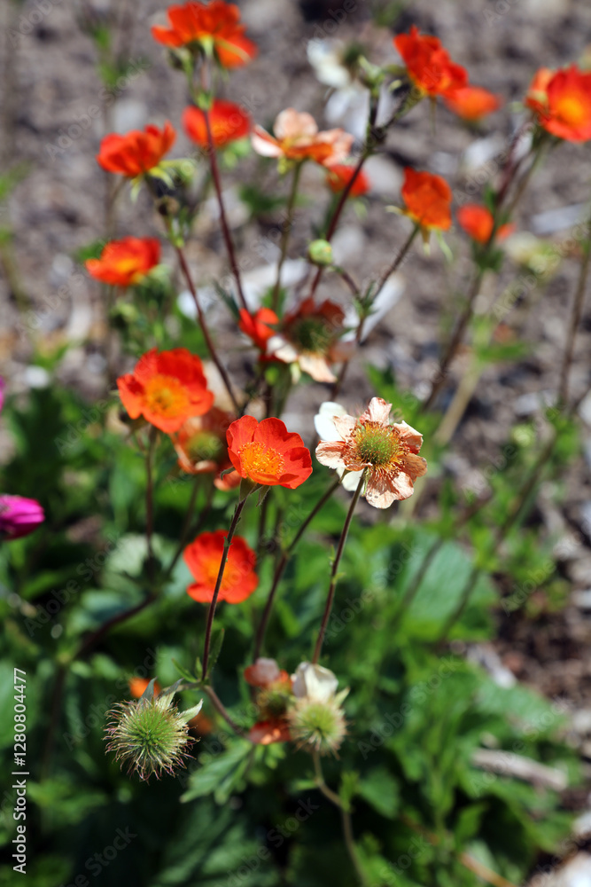 Bed of sunlit Avens flowers, Devon, England
Bed of sunlit Avens flowers, Devon, England
