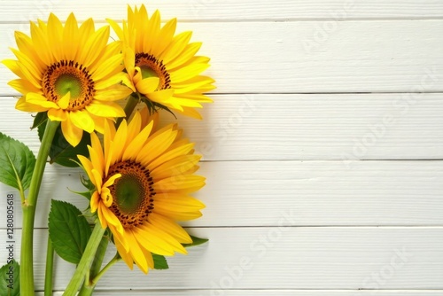 Fresh cut sunflower bunches on a white wooden table, bright, white