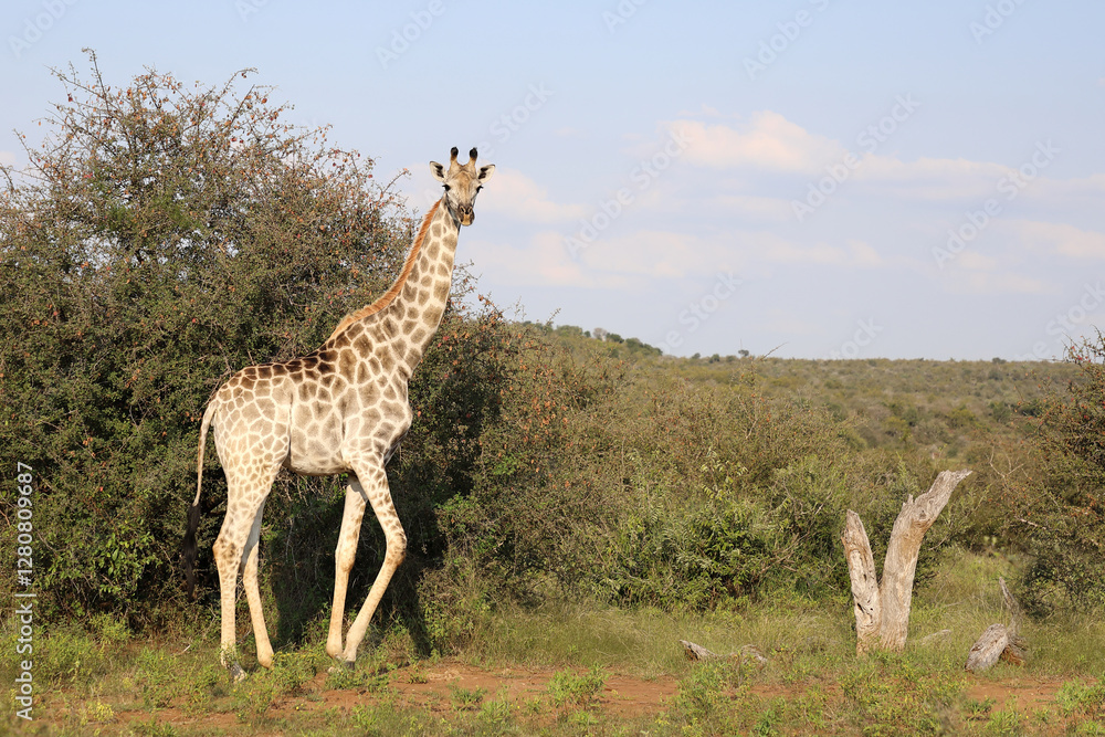 Giraffe / Giraffe / Giraffa camelopardalis Giraffe / Giraffe / Giraffa camelopardalis