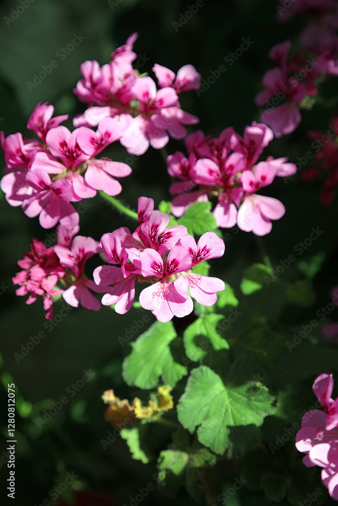 Regal Geranium blooms, Devon, England
Regal Geranium blooms, Devon, England