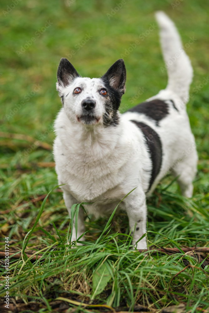Cute small black and white dog looking up, barking at a cat on a tree. Cute small black and white dog looking up, barking at a cat on a tree.